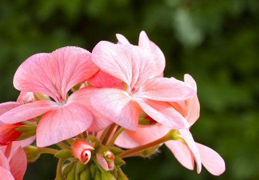 Close up image of pink geranium flower (Pelargonium)