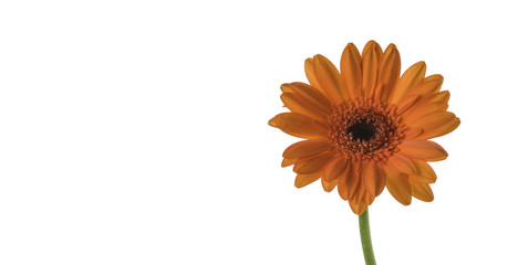 Orange Gazania on White