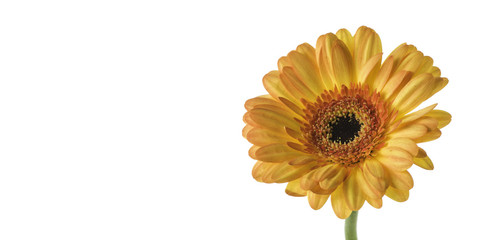Yellow Gazania on White