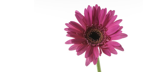 Red Gazania on White