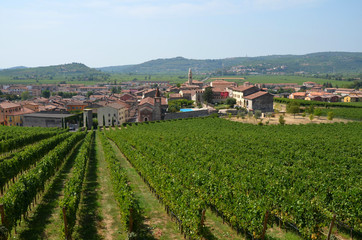 Fototapeta na wymiar Winnice w Soave