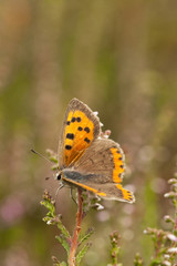 Schmetterling auf Heideblüte