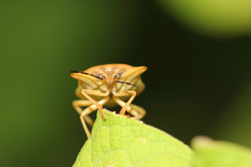 Leaf beetle