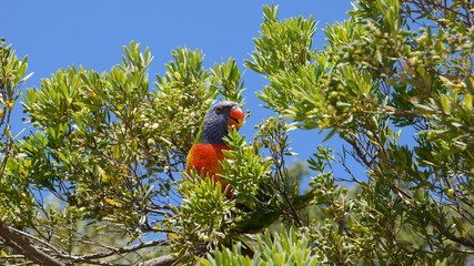 Australiens bunte Vogelwelt
