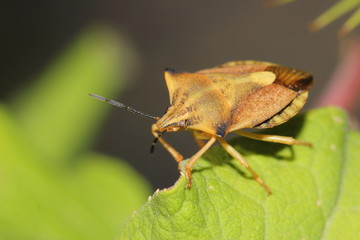 Leaf beetle