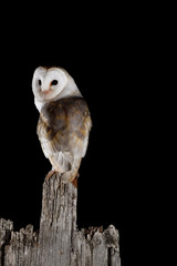 Common Barn Owl
