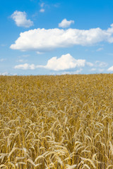 grain-field