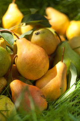 Fresh pears on the green grass