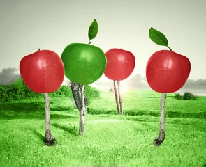 Fototapeten Apple orchard © vali_111