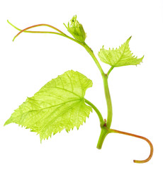 Fototapeta premium Fresh Green Grape Leaf on isolated white Background