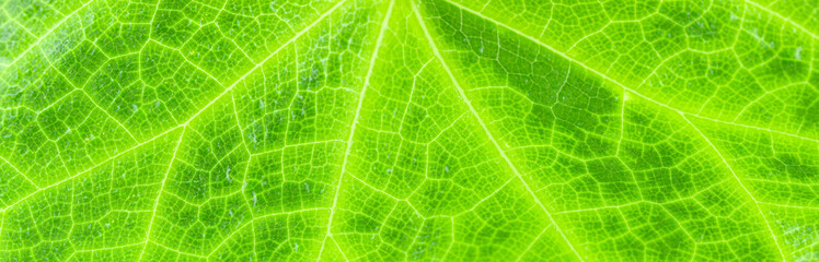 feuille de chouchou