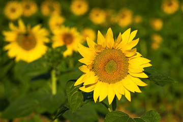 sunflower