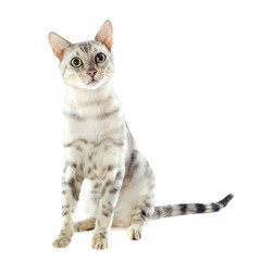 Naklejka premium bengal cat