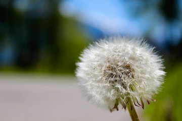 Taraxacum officinale