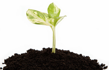 Green sprout from the earth on a white background.