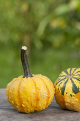 Pumpkins - Zierkürbisse