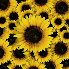 dark yellow Sunflower petals closeup patterns background