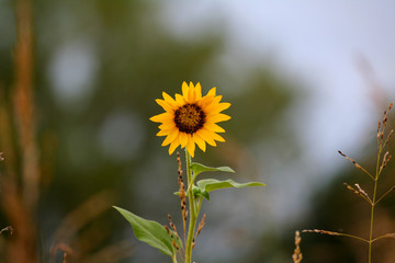 Yellow flower, spring