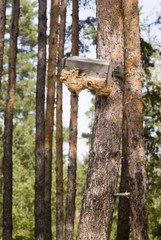 улей в лесу