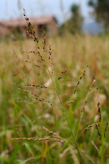 Cereal, agricolture.