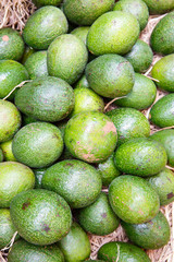 Avocado