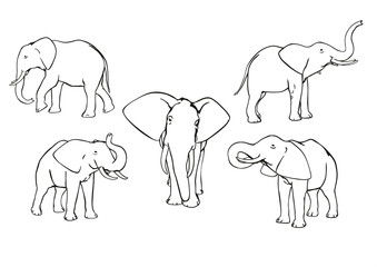 Elephants