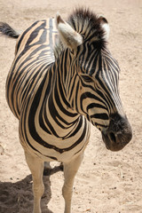 Fototapeta premium Standing Zebra