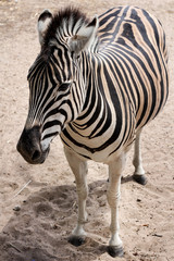 Fototapeta na wymiar Standing Zebra