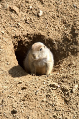 Chien de prairie