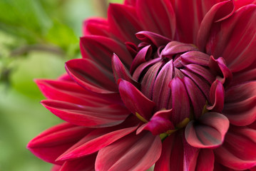 Blooming red dahlia