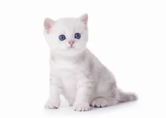 Foto op Plexiglas small silver british kitten on white background © dionoanomalia