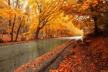Autumn landscape with road and beautiful colored trees