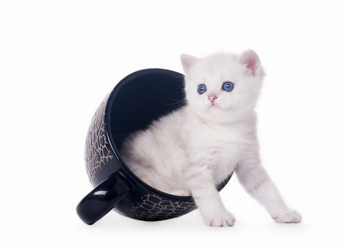 Fototapeta small silver british kitten in black cup on white background