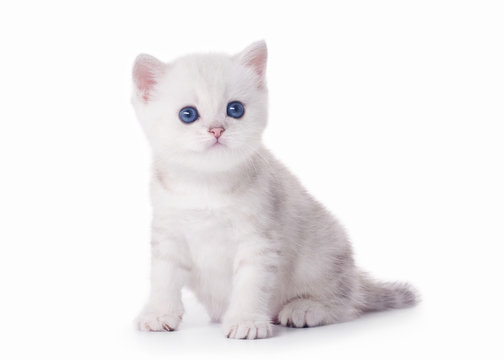 Fototapeta small silver british kitten on white background