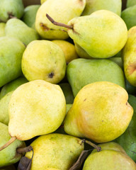 Freshly picked Bartlett pears