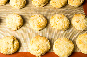 Freshly baked biscuits or scones