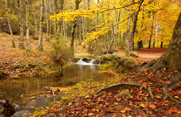 Autumn river at the park with beautiful yellow trees foliage