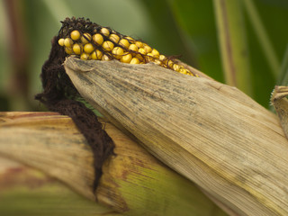 Erntefrischer Maiskolben