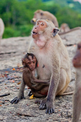 Monkey mother monkey baby wait food