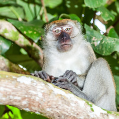 Macaque