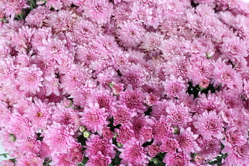 Obraz premium Chrysanthemen