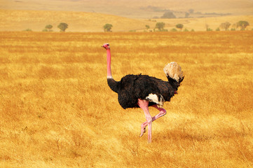 Male Ostrich Dancing