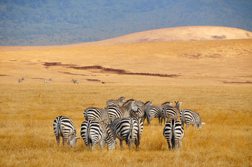 Zebras in der Savanne © Pixeltheater