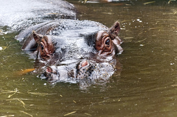 A Hippo, A hippopotamus