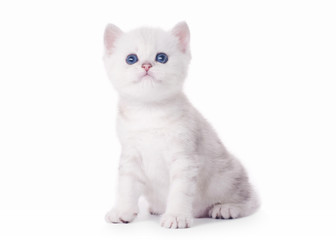 Fototapeta na wymiar mały, srebrny british kitten na białym tle