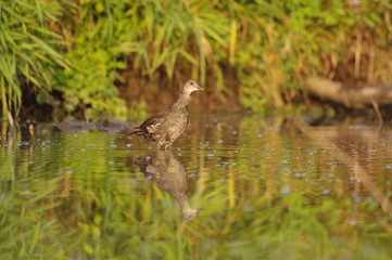 Jeune gallinule poule d'eau dans son milieu