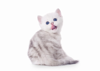 small silver british kitten on white background