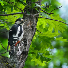 Woodpecker with insect in its beak