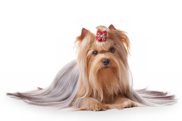 yorkie puppy on white gradient background