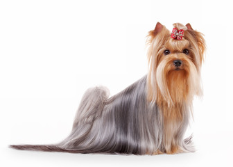 yorkie puppy on white gradient background